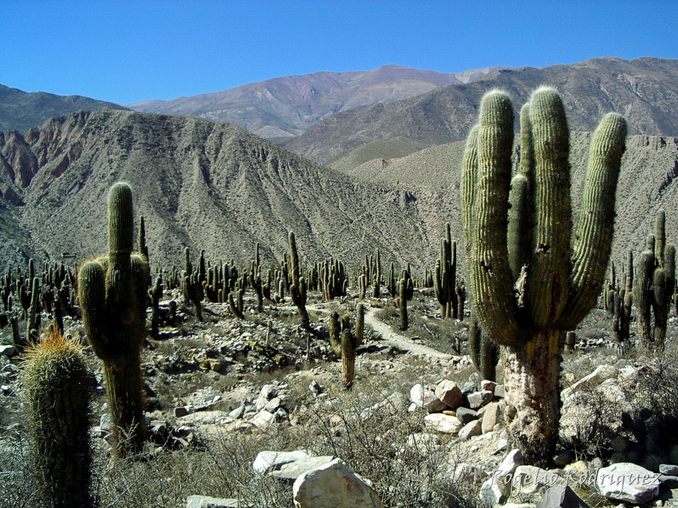 Argentina